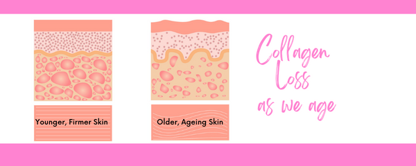 Collagen loss in skin as we age